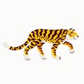 Tiger vector illustration, cartoon tiger creeping on white background. Organic flat style vector illustration. Royalty Free Stock Photo