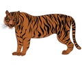 Tiger in vectoring style Royalty Free Stock Photo