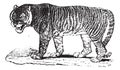 Tiger, vintage engraving