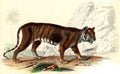 The Tiger, vintage engraving