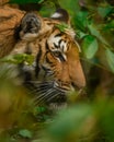 Tiger waiting in ambush at Corbett National Park Royalty Free Stock Photo