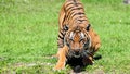 Tiger waiting for food