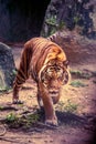 A tiger walk stealthily. Royalty Free Stock Photo