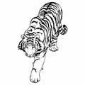 Tiger walk to hunt doodle ink drawing design for tattoo isolated