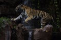 Tiger walk on waterfall Royalty Free Stock Photo