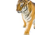 Tiger walking Royalty Free Stock Photo