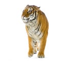 Tiger walking Royalty Free Stock Photo