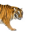 Tiger walking