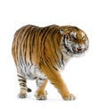 Tiger walking Royalty Free Stock Photo