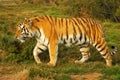 Tiger walking Royalty Free Stock Photo