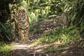 Tiger walking around Royalty Free Stock Photo