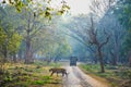 Tiger walking early morning into the forest.Hunting time. The image was taken in Nagarahole forest, Karnataka, India.A jeep 4 by 4 Royalty Free Stock Photo