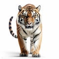 Hyperrealistic Tiger Walking On White Background