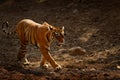 Tiger walking on the gravel road. Indian tiger female with first rain, wild animal in the nature habitat, Ranthambore, India. Big Royalty Free Stock Photo