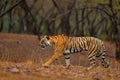 Tiger walking on the gravel road. Indian tiger female with first rain, wild animal in the nature habitat, Ranthambore, India. Big