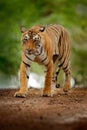 Tiger walking on the gravel road. Wildlife India. Indian tiger with first rain, wild animal in the nature habitat, Ranthambore, In Royalty Free Stock Photo