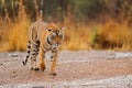 Tiger walking on the gravel road. Wildlife India. Indian tiger with first rain, wild animal in the nature habitat, Ranthambore, In Royalty Free Stock Photo