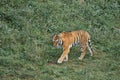 Tiger walking in greeenery field Royalty Free Stock Photo