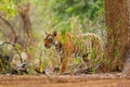 Tiger walking in green vegetation. Wild Asia, wildlife India. Indian tiger, wild animal in the nature habitat, Ranthambore, India. Royalty Free Stock Photo