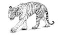 Tiger walking hand draw black line sketch on white vector