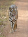 Tiger walking head-on in front of a vehical l in evening hours Royalty Free Stock Photo