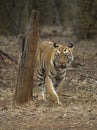 Tiger walking head-on in front of a vehical l in evening hours