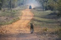 Tiger walking on a long forest trail at Tadoba Tiger reserve Maharashtra,India