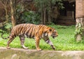 tiger walking in nature Royalty Free Stock Photo