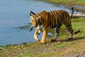 Tiger walking next to lake