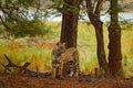 Tiger walking in old dry forest. Indian tiger with first rain, wild danger animal in the nature habitat, Ranthambore, India. Big c