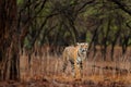 Tiger walking in old dry forest. Indian tiger with first rain, wild danger animal in the nature habitat, Ranthambore, India. Big c