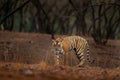 Tiger walking in old dry forest. Indian tiger with first rain, wild danger animal in the nature habitat, Ranthambore, India. Big c