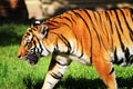 Tiger walking open mouth Royalty Free Stock Photo