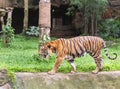 Tiger during walking relaxation in nature Royalty Free Stock Photo
