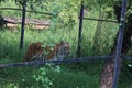 Tiger walking, staring to front side, taken at zoo - Image Royalty Free Stock Photo