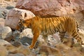 Tiger walking in stones. Wild Asia. Indian tiger with first rain, wild animal in the nature habitat, Ranthambore, India. Big cat, Royalty Free Stock Photo