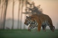 Tiger walking on sunrise . Predator animal. Siberian tiger, Wildlife scene with dangerous animal. Royalty Free Stock Photo