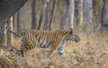 Tiger walking with tail up at Pench national Park,Madhya Pradesh