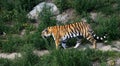 Tiger walking on the trail Royalty Free Stock Photo