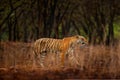 Tiger walking between trees. Indian tiger female with first rain, wild animal in the nature habitat, Ranthambore, India. Big cat, Royalty Free Stock Photo