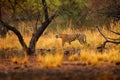 Tiger walking between trees. Indian tiger female with first rain, wild animal in the nature habitat, Ranthambore, India. Big cat, Royalty Free Stock Photo