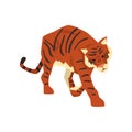 Tiger walking, wild cat, predator cartoon vector Illustration on a white background