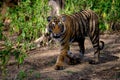 Tiger walking in woods Royalty Free Stock Photo