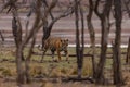 Tiger walking through woods, India Royalty Free Stock Photo