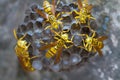 Tiger wasps on their hive or nest