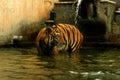 Tiger  water animal jungle king Royalty Free Stock Photo