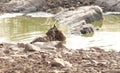 Tiger in a water hole in Ranthambhore wild life sanctuary