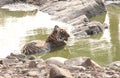 Tiger in a water hole in Ranthambhore wild life sanctuary