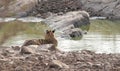 Tiger in a water hole in Ranthambhore wild life sanctuary