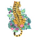 Tiger with water lilies, watercolor illustrations Royalty Free Stock Photo